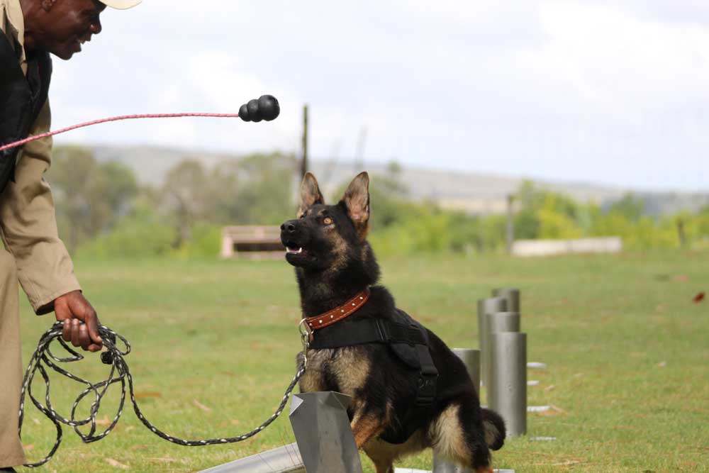 Ohana K9 Academy