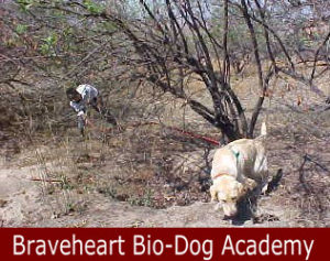 Tracker Dog / Anti-Poaching Dog K9 (Canine)