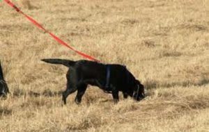 Tracker Dog - Anti-Poaching Dog K9 (Canine) - Fransie