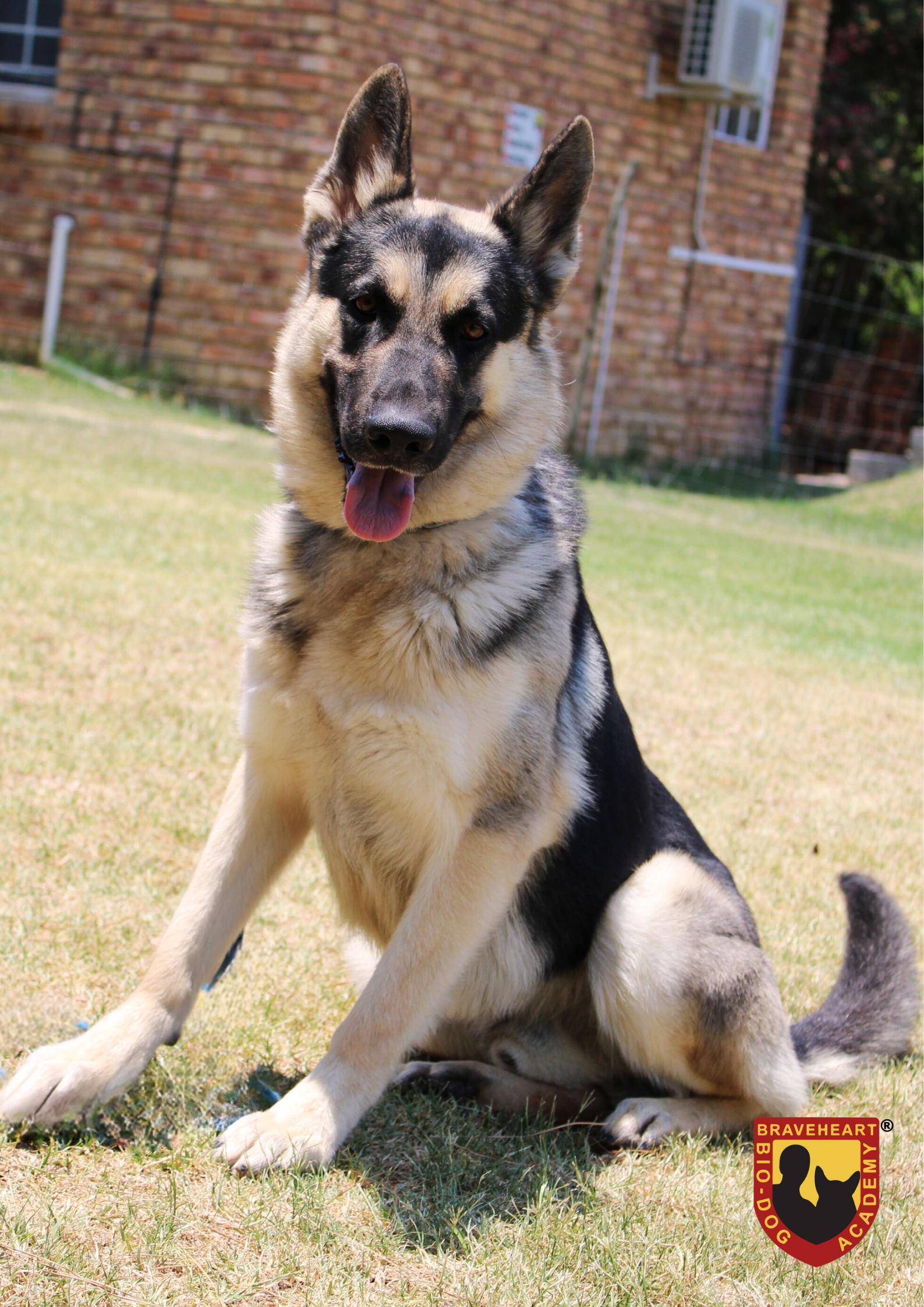 Sniffer dogs for store sale